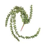 Long Hanging Plant