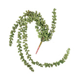 Long Hanging Plant