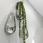 Long Hanging Plant