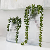 Long Hanging Plant