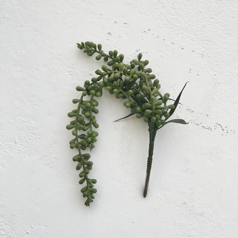 Hanging Plant