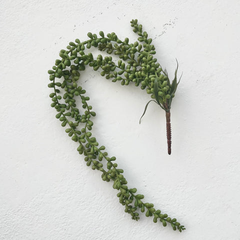 Hanging Plant