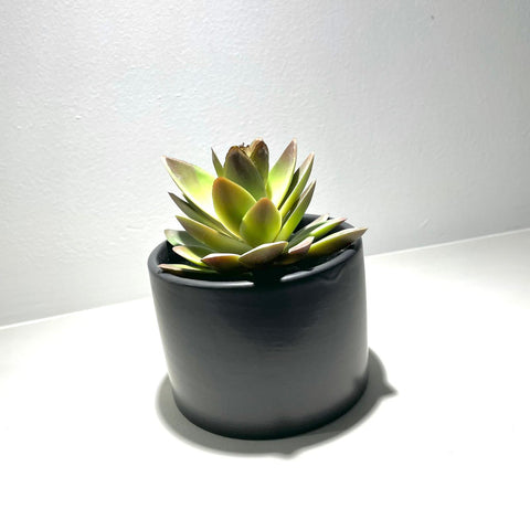 Potted Succulent