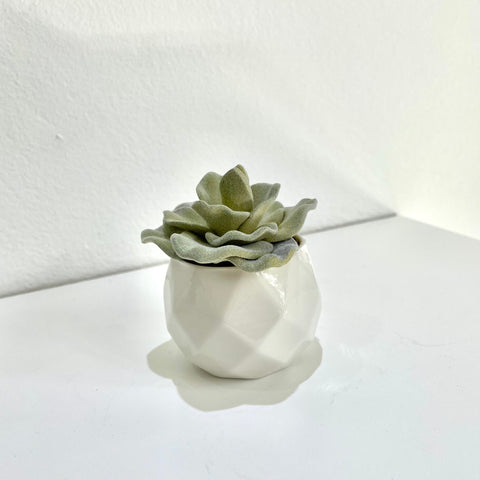 Potted Succulent