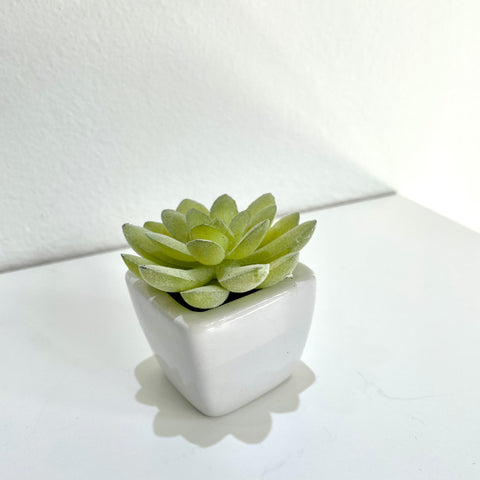 Potted Succulent